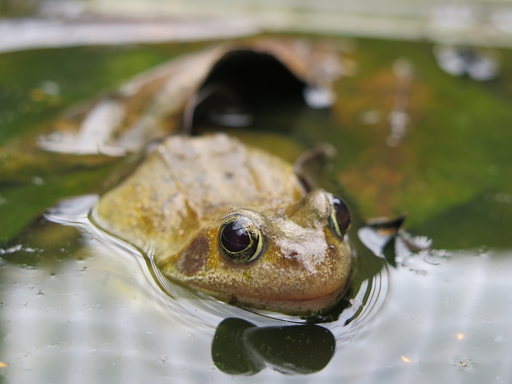 brown frog on water during daytime