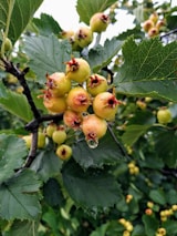 Clusters of small, round, yellowish-green fruits with red tips hang from a branch surrounded by large, vibrant green leaves. A fresh water droplet is visible on one of the fruits, suggesting recent rain or moisture. The setting appears lush and verdant, conveying growth and abundance.