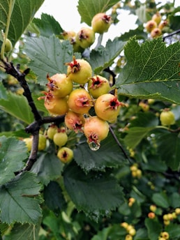 Clusters of small, round, yellowish-green fruits with red tips hang from a branch surrounded by large, vibrant green leaves. A fresh water droplet is visible on one of the fruits, suggesting recent rain or moisture. The setting appears lush and verdant, conveying growth and abundance.