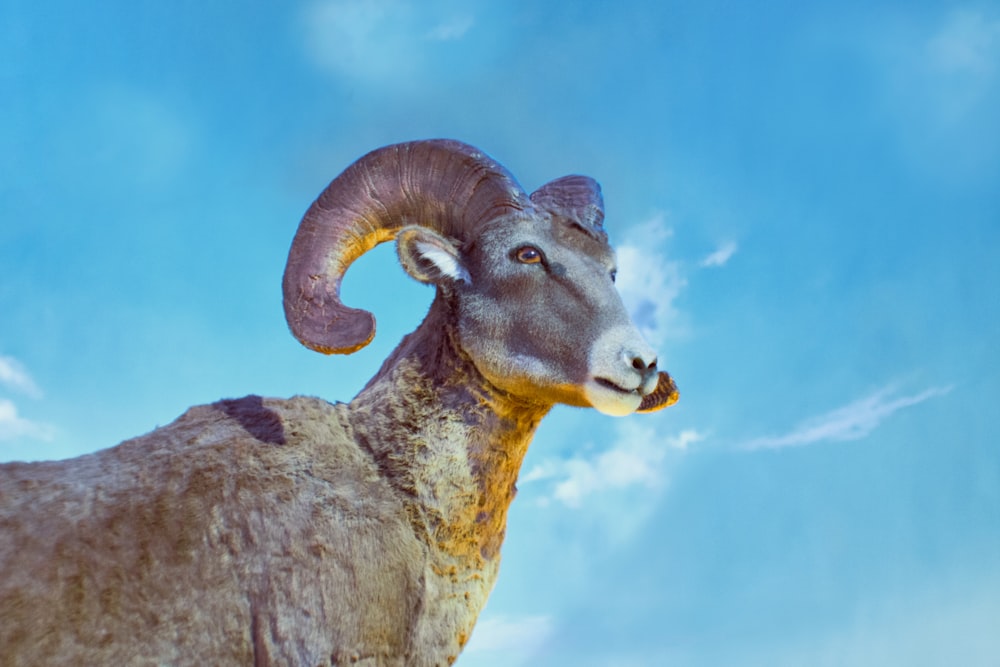 brown ram on gray rock under blue sky during daytime