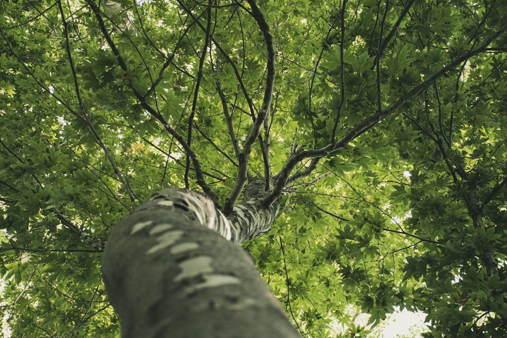 green and brown tree during daytime