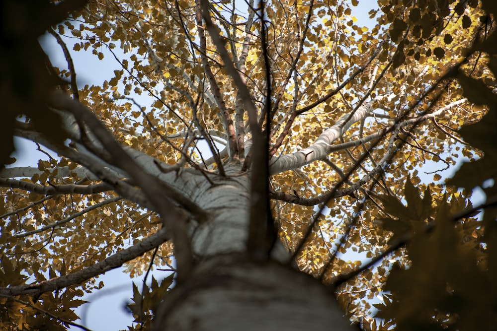 brown tree with yellow leaves during daytime