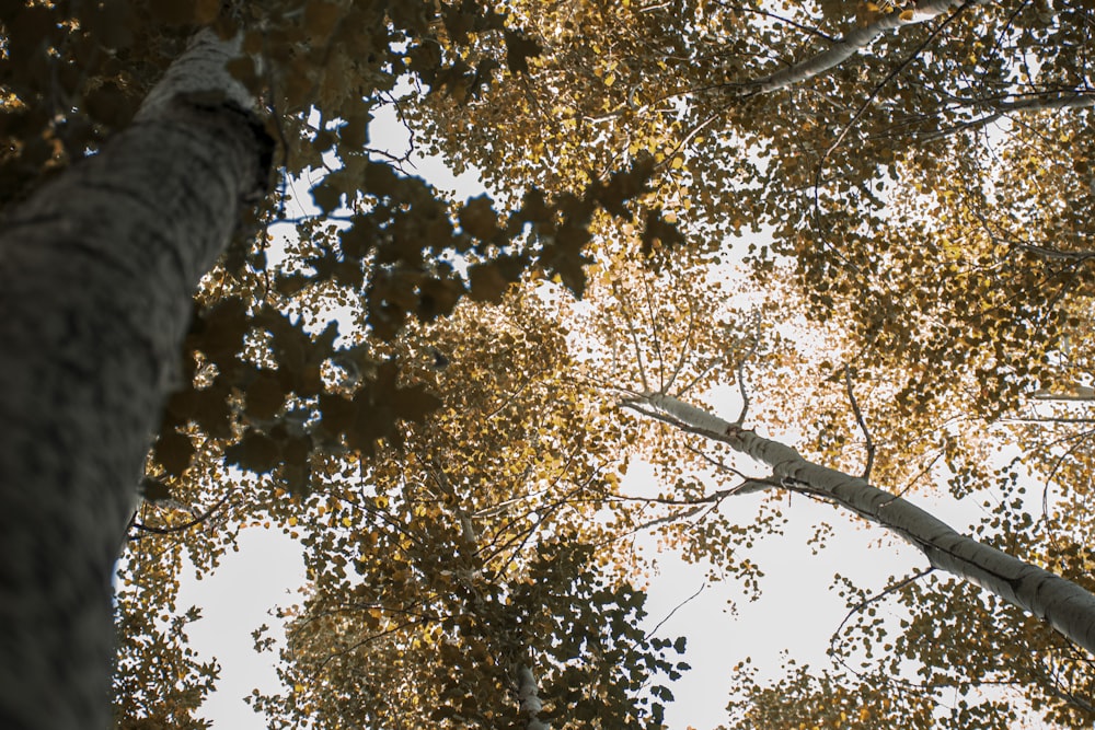 low angle photography of green and yellow leaf trees