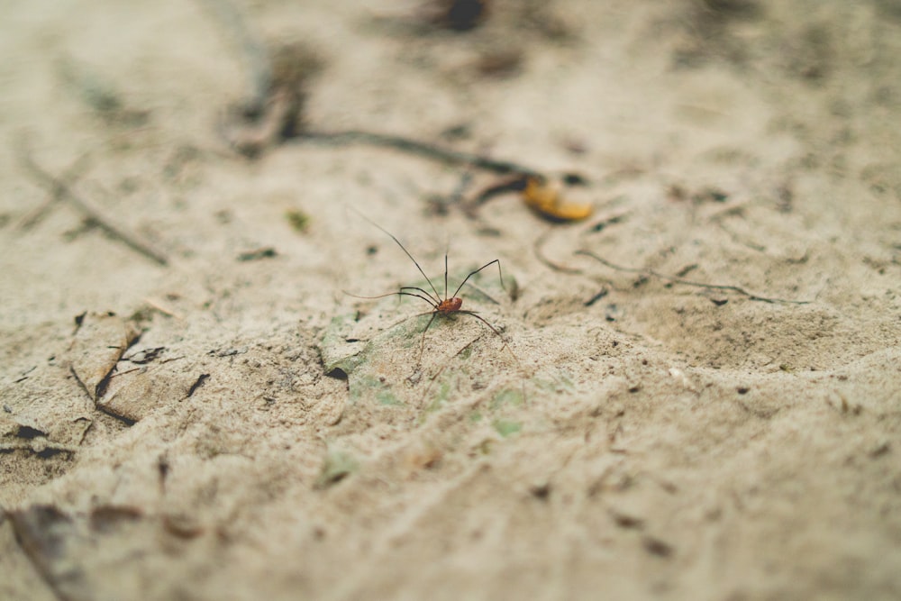 brown and black insect on brown soil