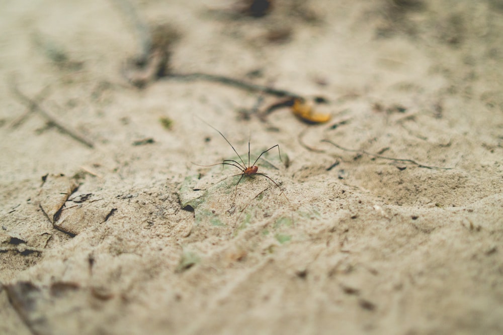 insecte brun et noir sur sol brun