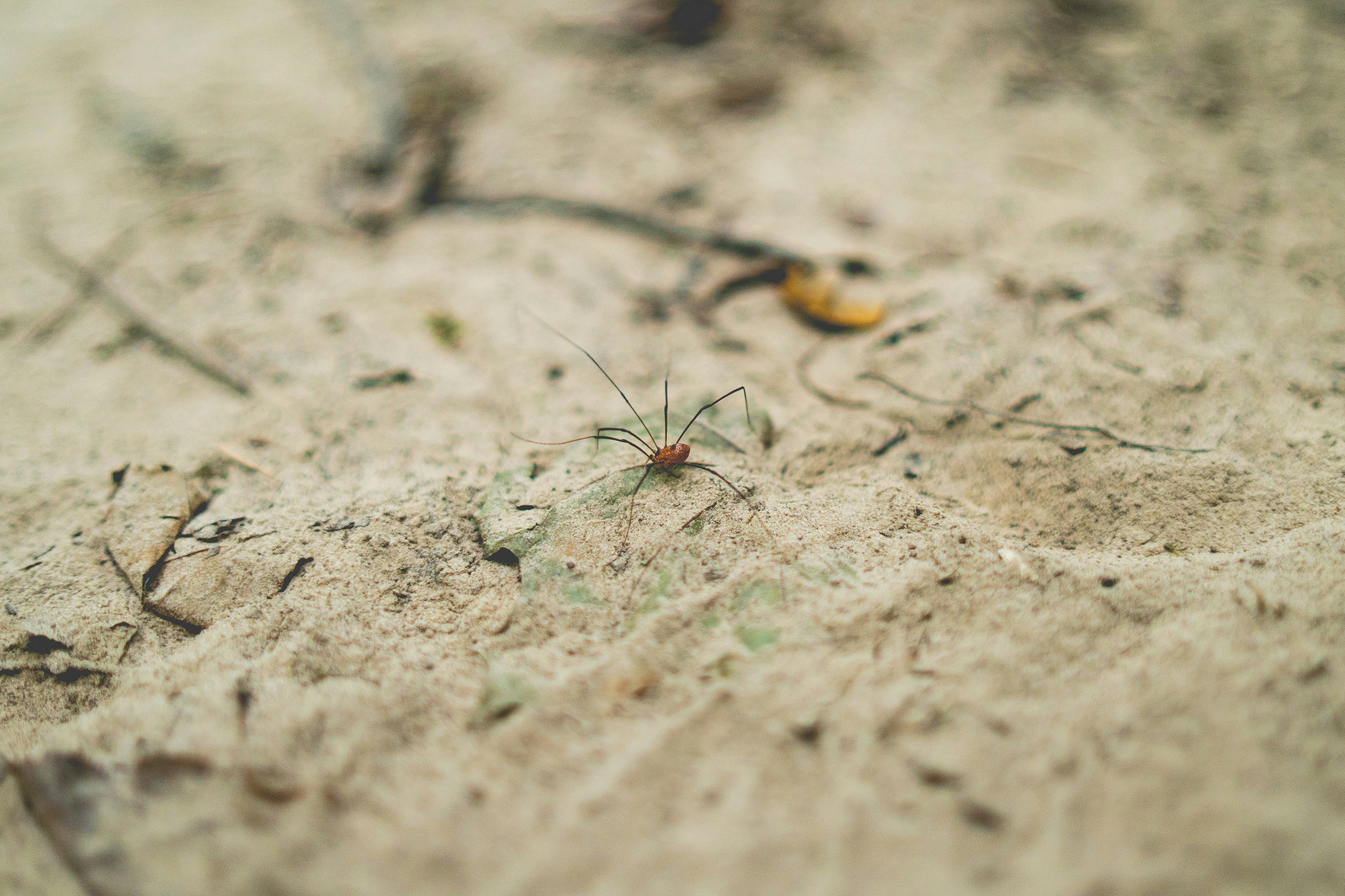 Daddy long leg on the forest floor.