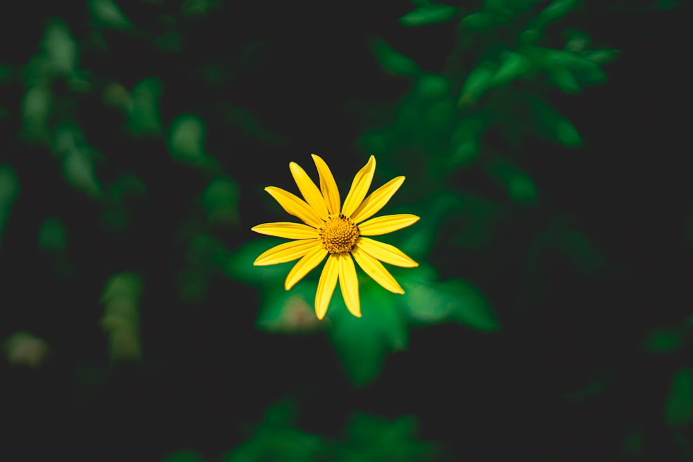 yellow flower in tilt shift lens