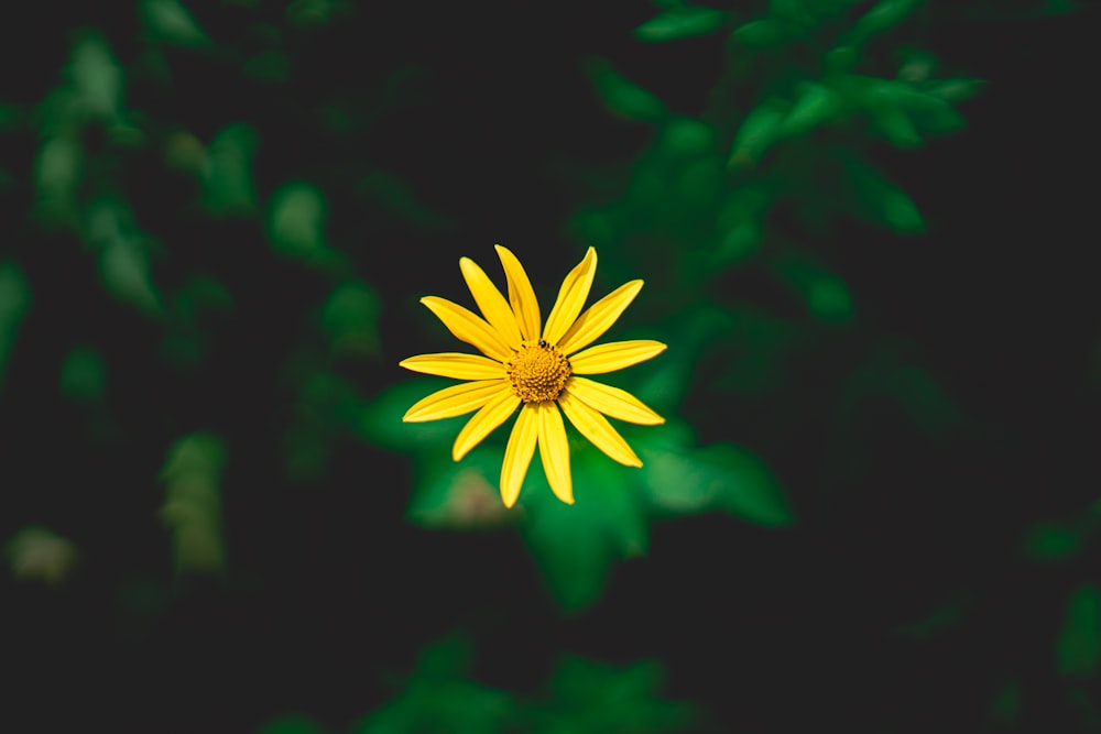 fiore giallo in lente tilt shift