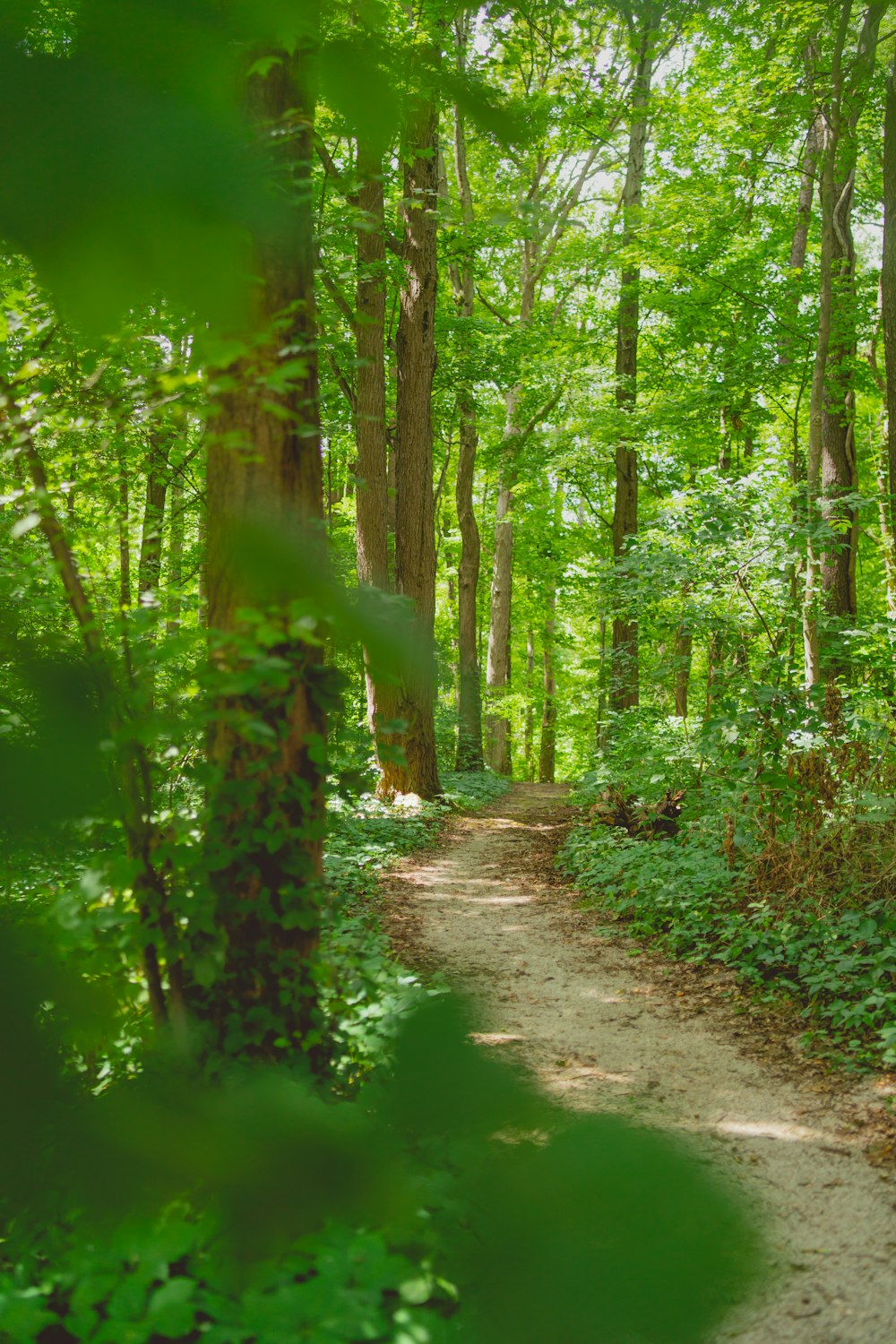 brown dirt road between green trees during daytime