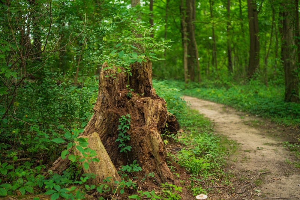 tronc d’arbre brun sur un champ d’herbe verte