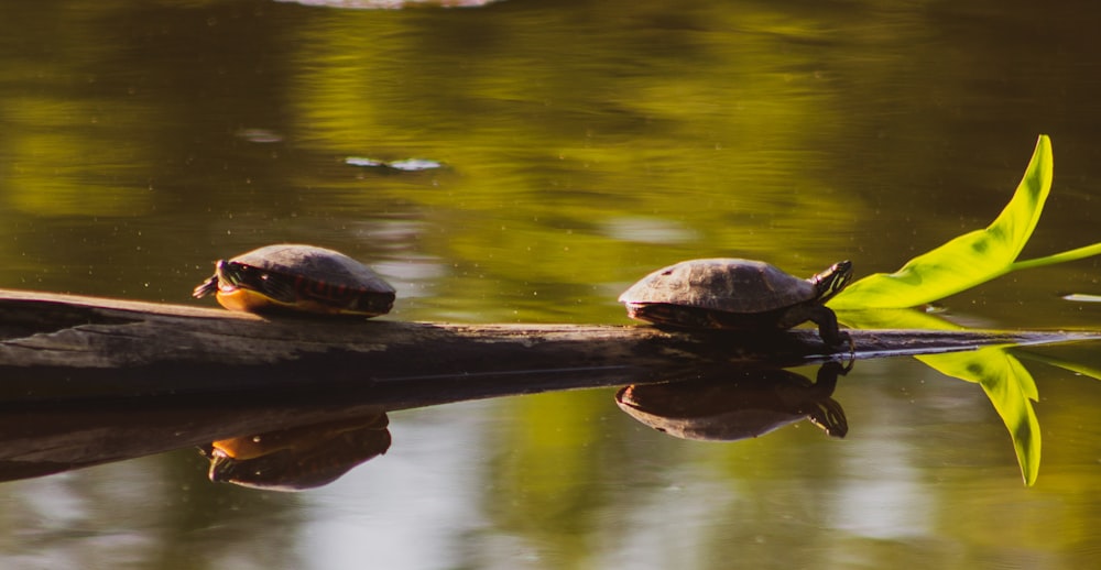brown turtle on green water