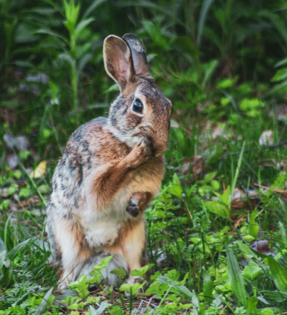 brown rabbit on green grass during daytime
