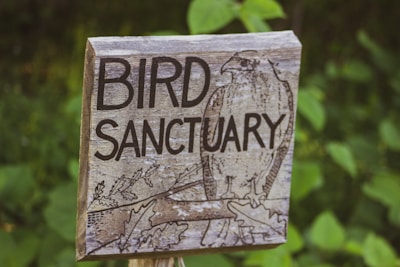 A rustic wooden sign with the words 'Bird Sanctuary' engraved on it, featuring a drawing of a bird perched on a branch. The background consists of green foliage and leaves, suggesting a natural, outdoor setting.