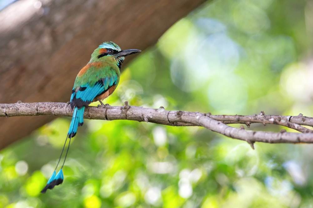 Uccello blu e verde sul ramo marrone dell'albero durante il giorno