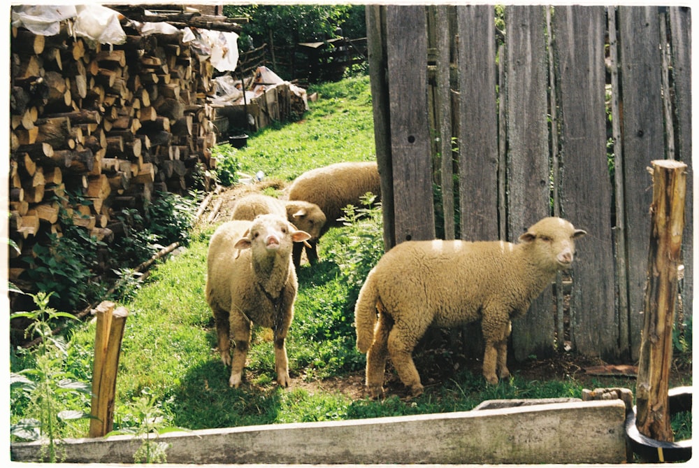 herd of sheep on green grass field during daytime