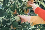person holding orange fruit during daytime