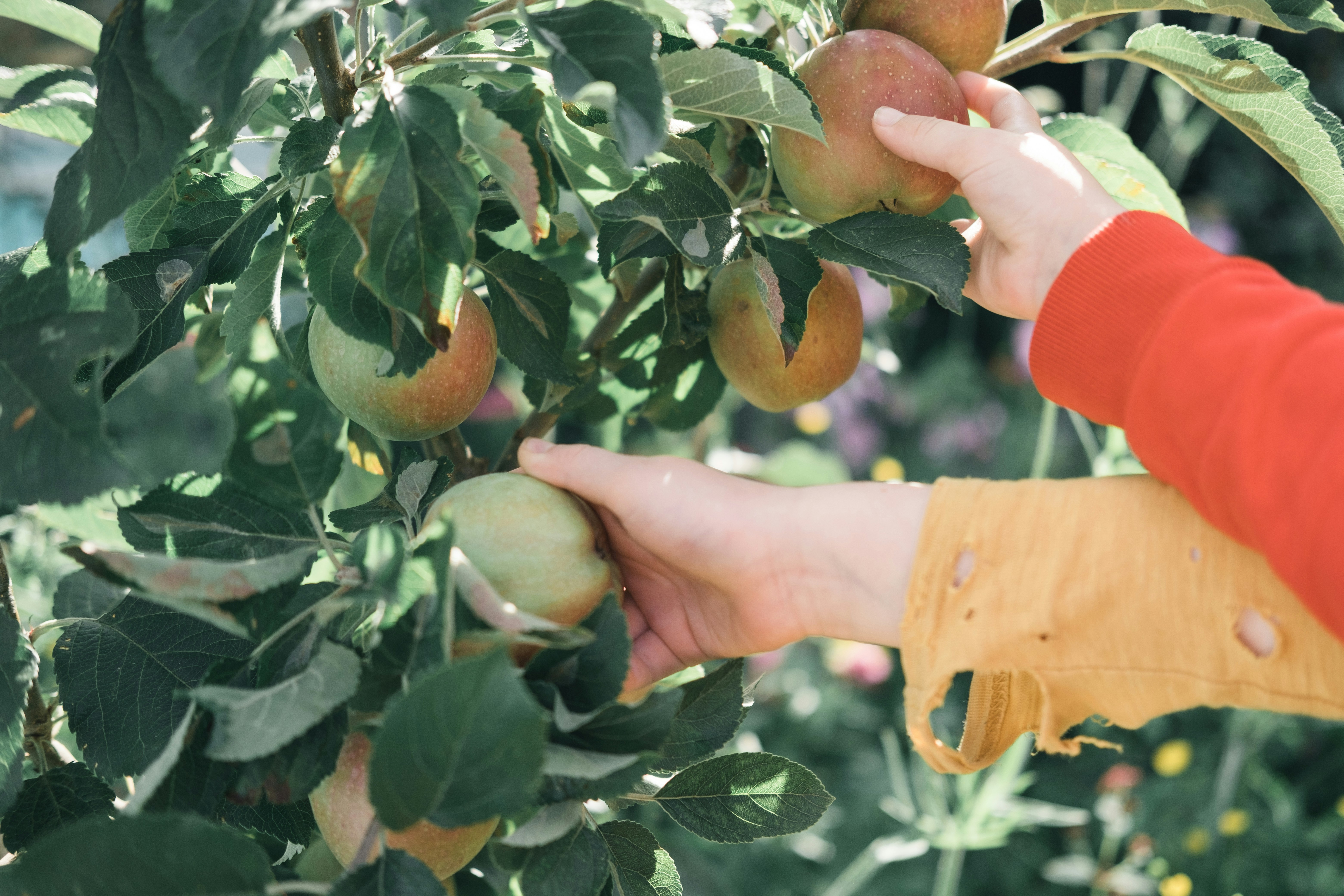 Picking the first apples of the season. 