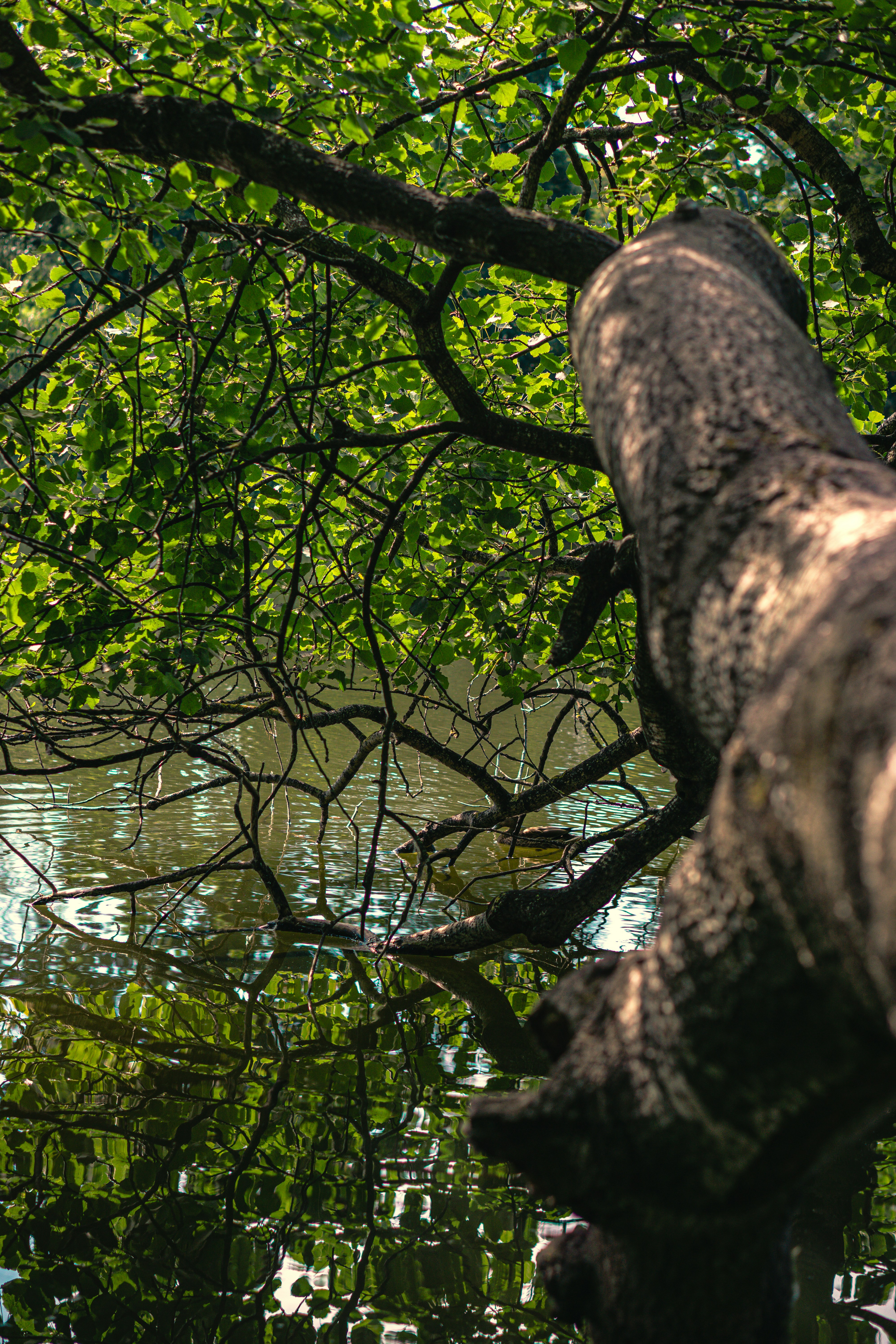 Photo by cedrikwesche