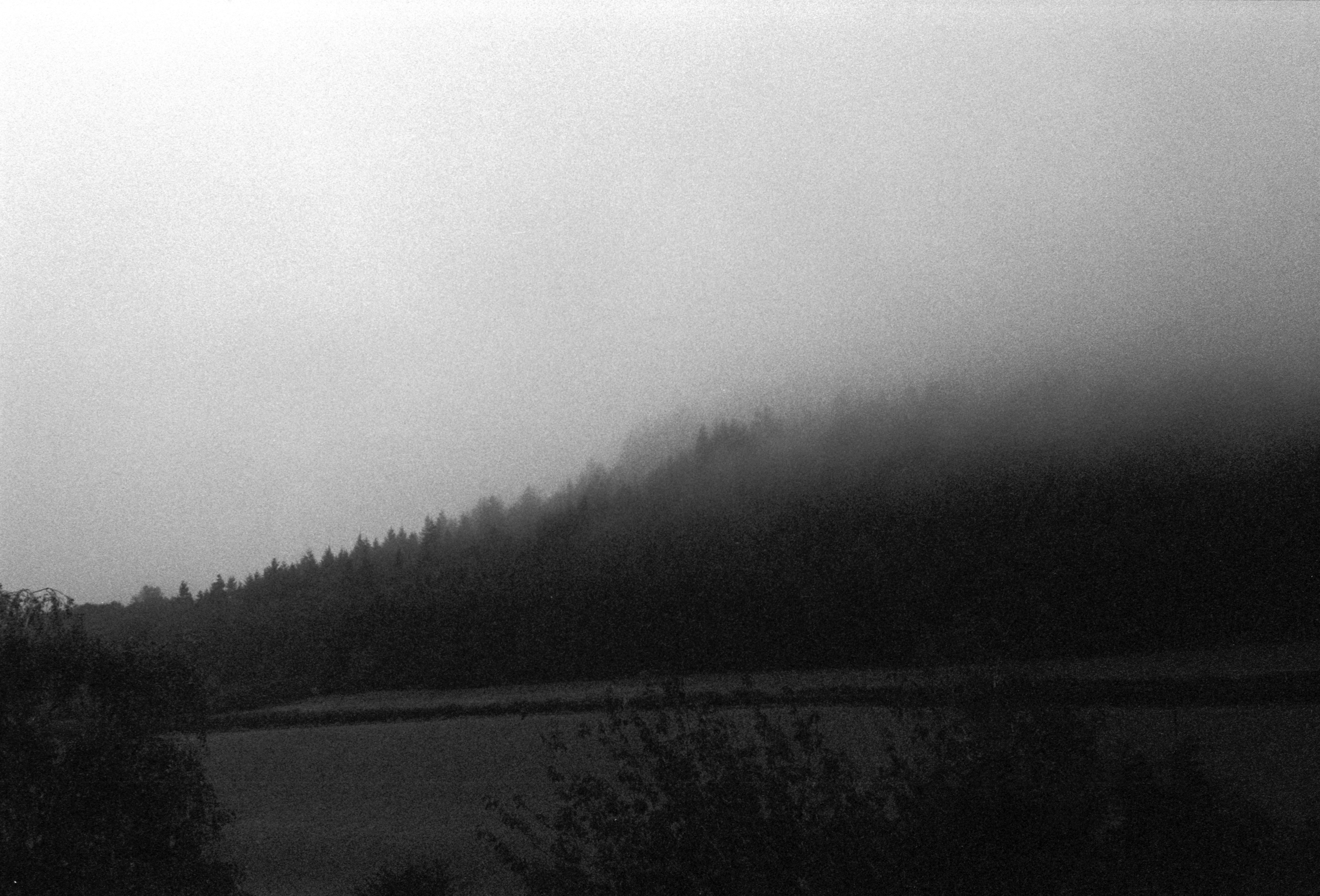 Trees in the fog