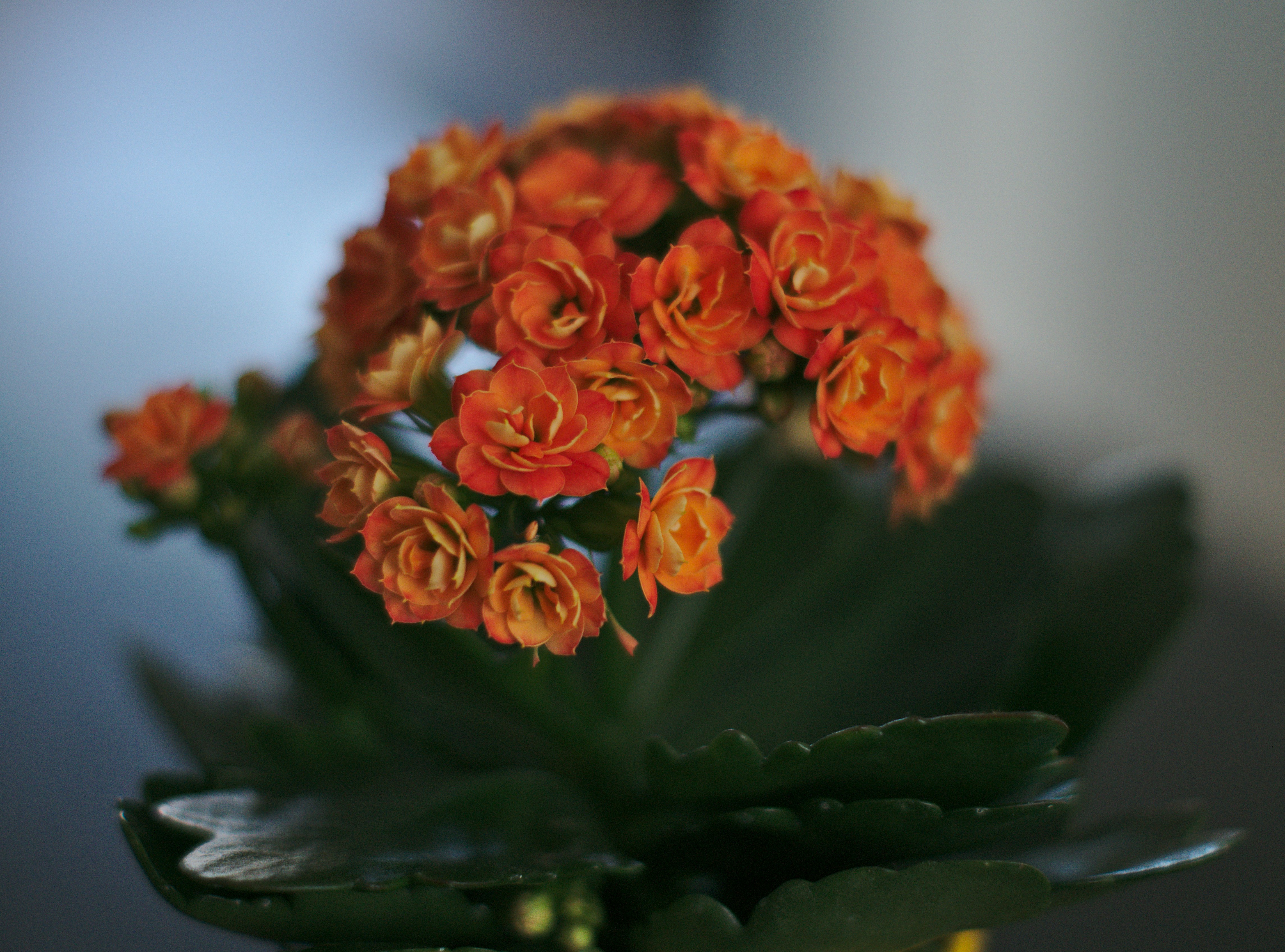 Photo by otters_anna