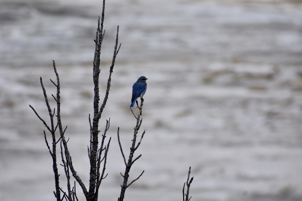 blue bird on brown tree branch during daytime