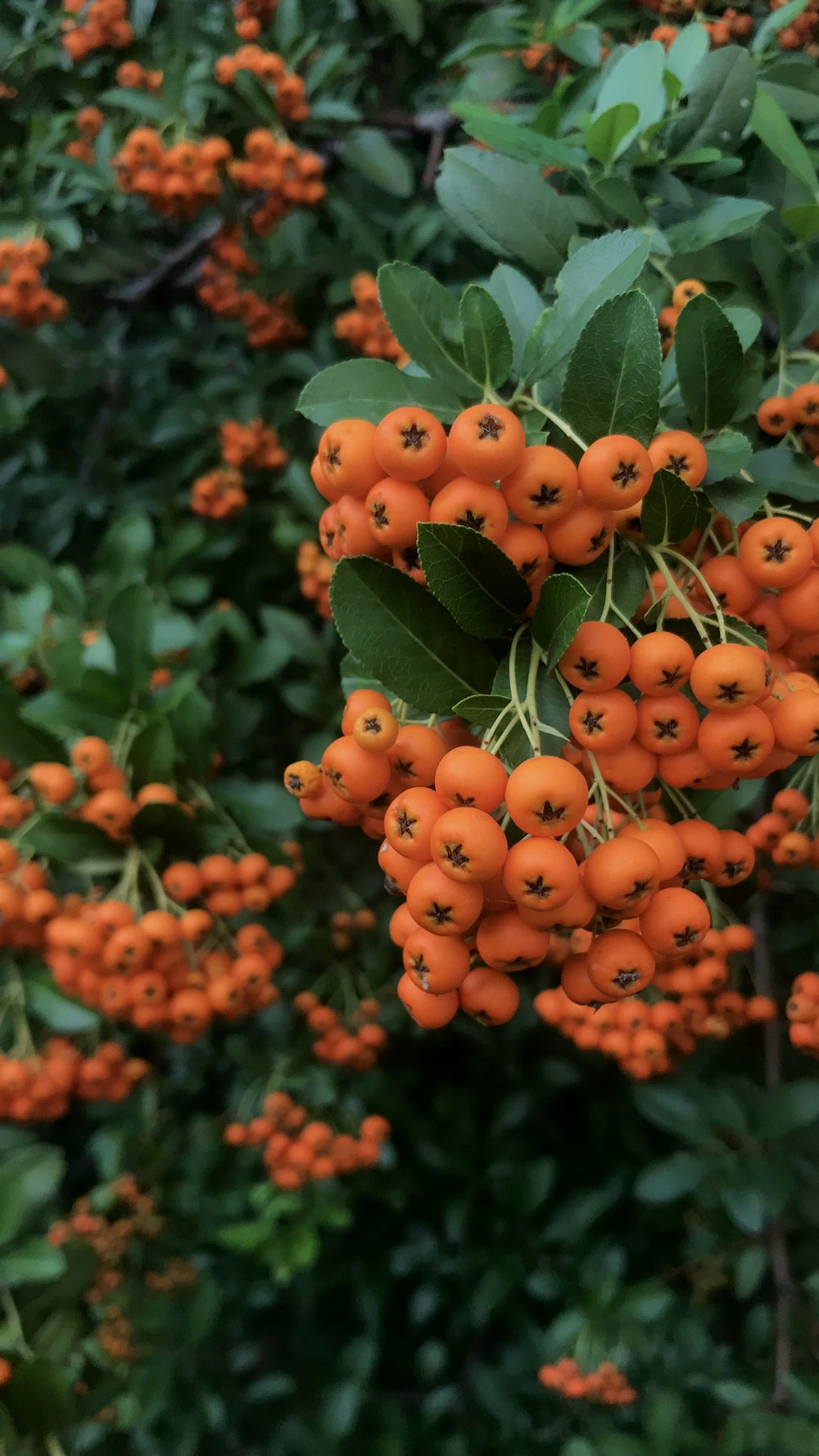 orange fruits on green leaves