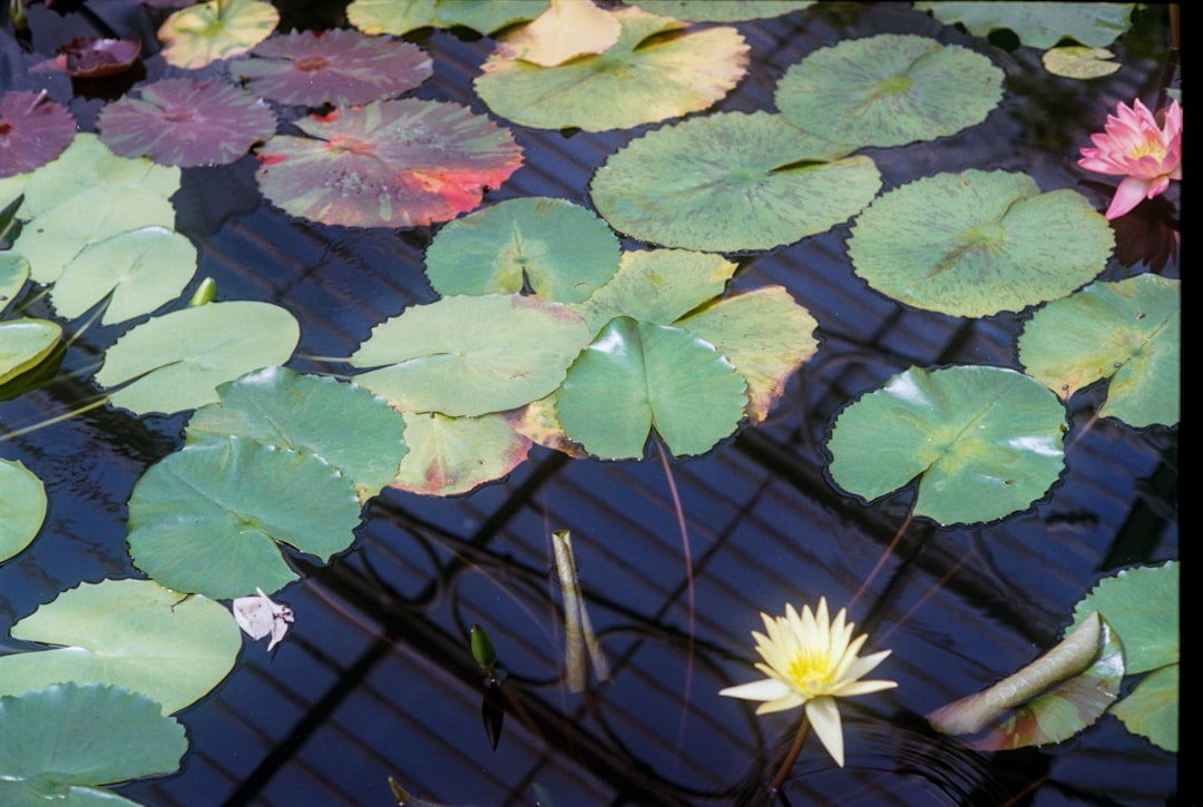 green and yellow lotus flower