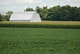 A large white barn sits amidst an expanse of green fields, flanked by rows of tall corn stalks. Dense, leafy trees stand in the background under a partly cloudy sky.