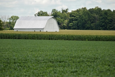 A large white barn sits amidst an expanse of green fields, flanked by rows of tall corn stalks. Dense, leafy trees stand in the background under a partly cloudy sky.