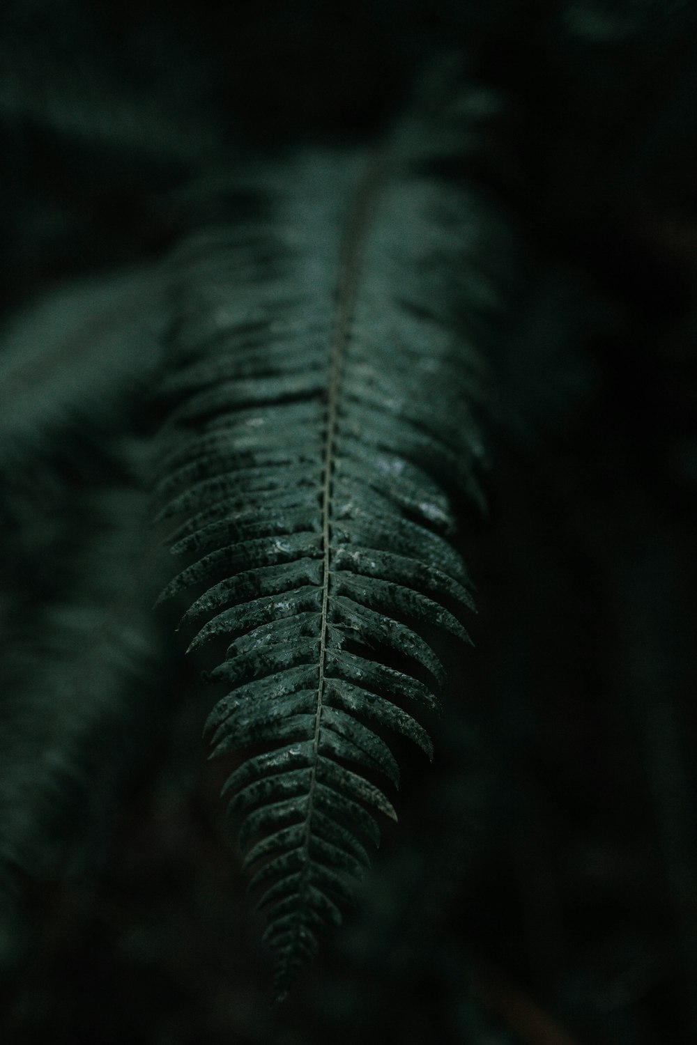 green fern plant in close up photography