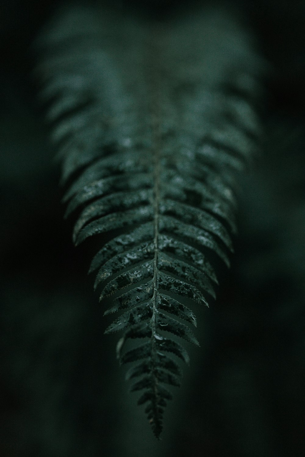 green fern plant in close up photography