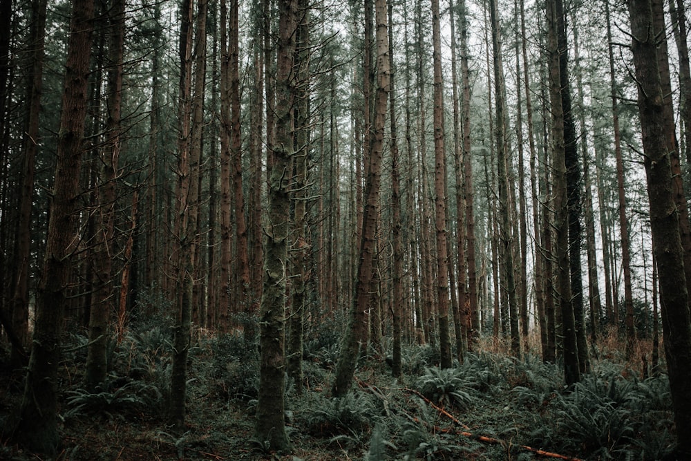 brown trees in forest during daytime