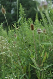 A vibrant, green field filled with tall, spiky plants and a butterfly hovering nearby. The scene is lush with various types of greenery, creating a dense backdrop.