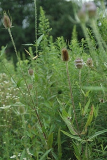 A vibrant, green field filled with tall, spiky plants and a butterfly hovering nearby. The scene is lush with various types of greenery, creating a dense backdrop.