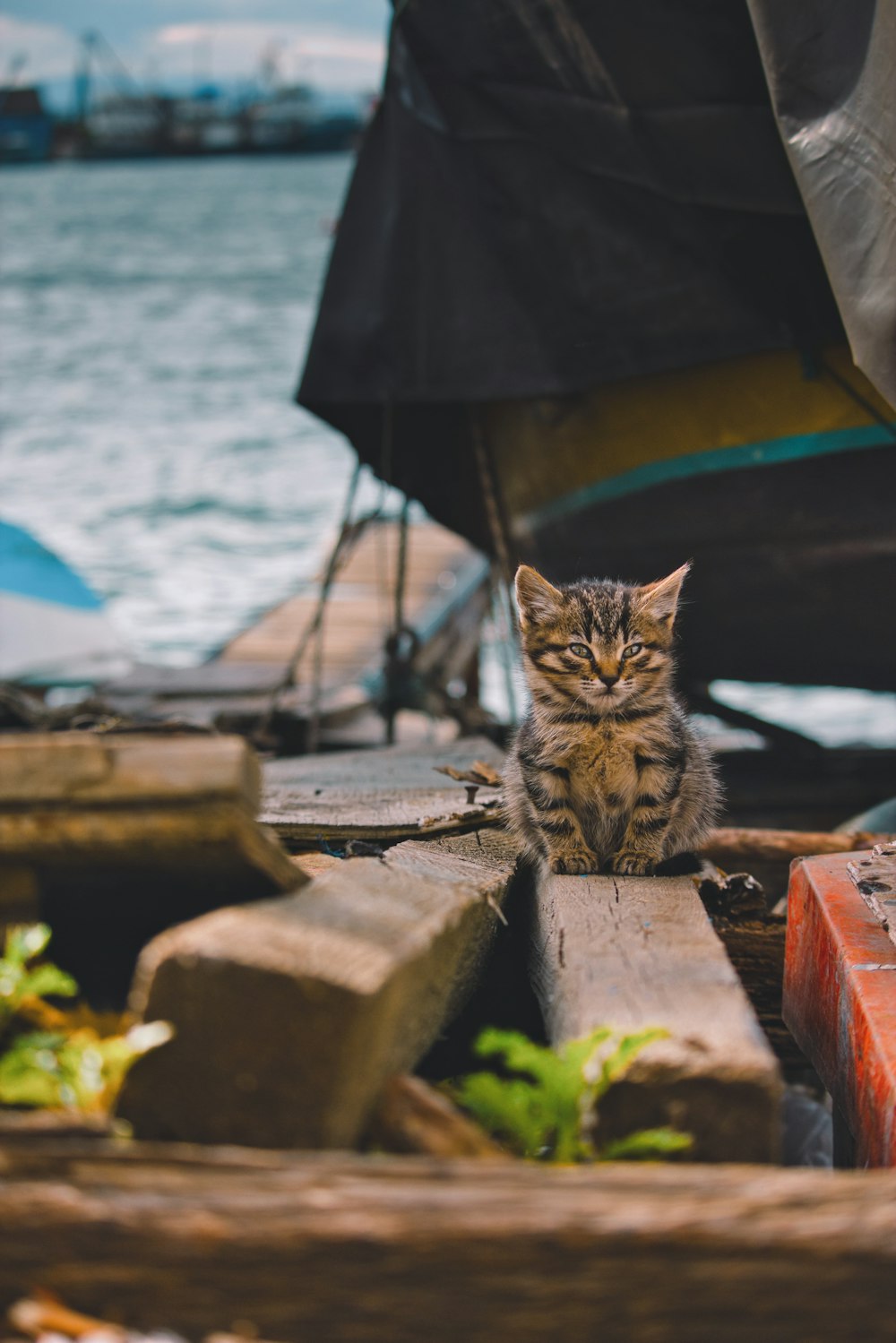 brown tabby cat on brown concrete surface near body of water during daytime