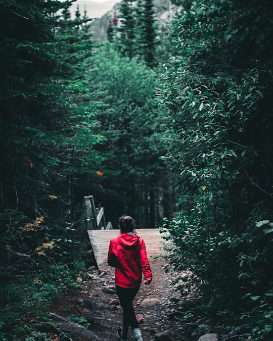 woman in red jacket walking on pathway in the middle of forest during daytime in Grands-Jardins National Park Canada
