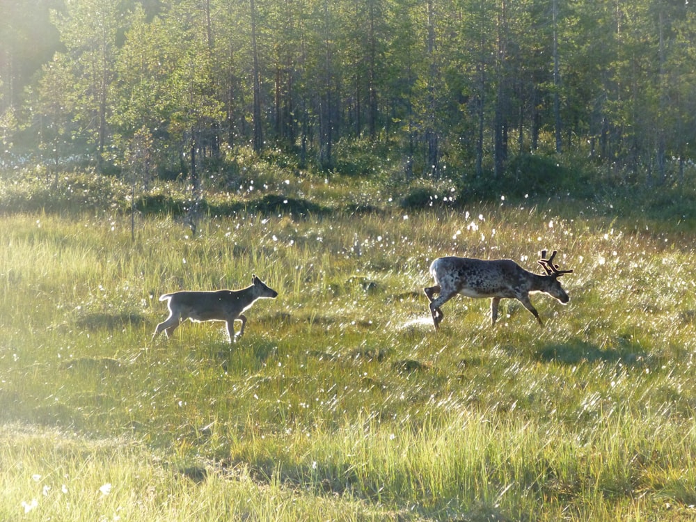 white and black deer on green grass field during daytime