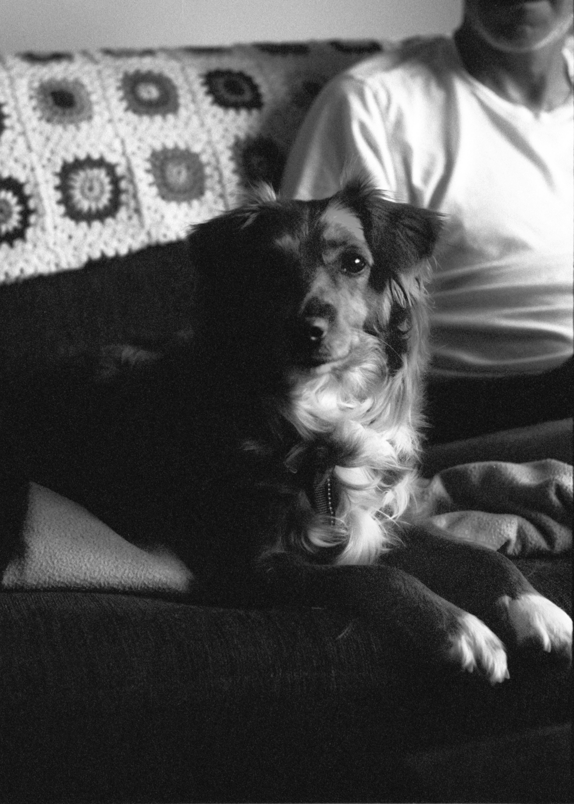 black and white long coat small dog lying on sofa