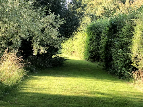 A serene garden pathway lined with lush green plants and vibrant flowers under soft natural light.