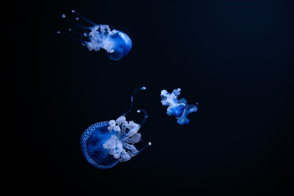 Ilustración de medusas blancas y azules