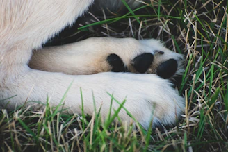 Close-up of a dog's paws gently using the scratch board, showing the textured surface.