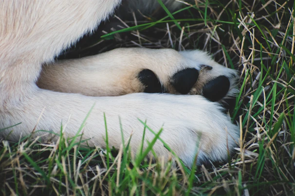 Close-up of a dog's paws gently using the scratch board, showing the textured surface.