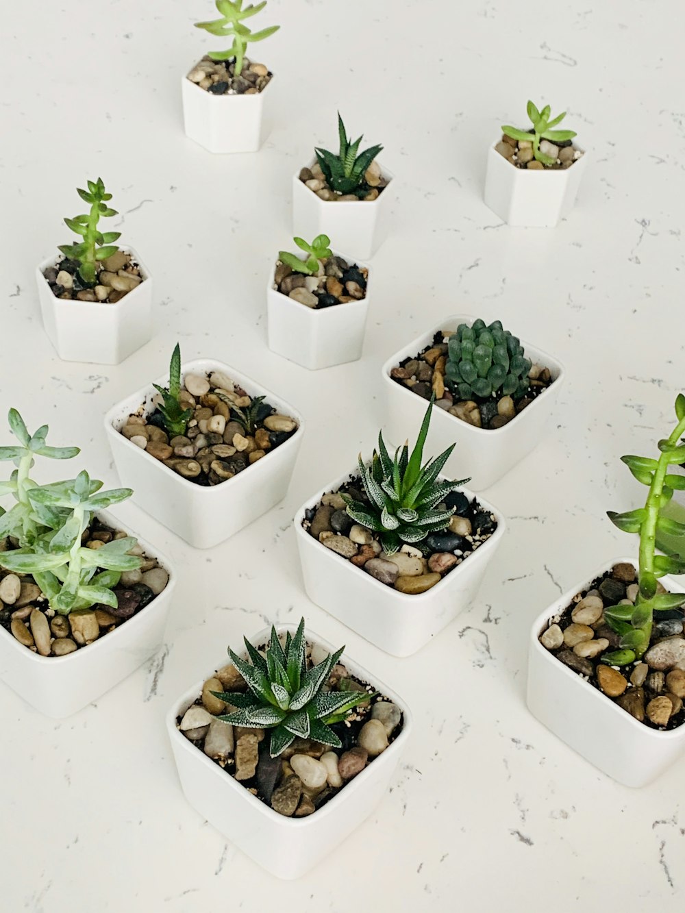 green plants in white plastic pots
