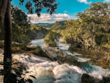 green trees beside river under blue sky during daytime