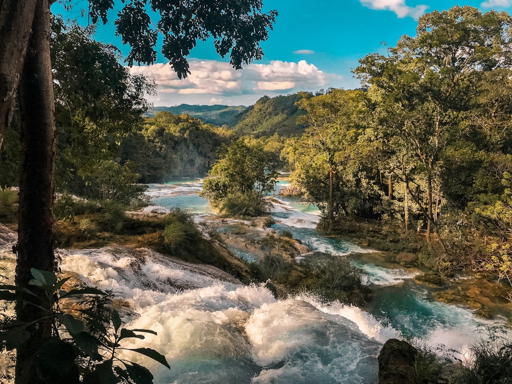 green trees beside river under blue sky during daytime