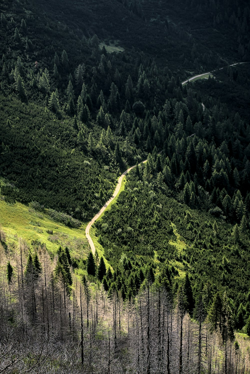 Grüne Bäume am Berg tagsüber