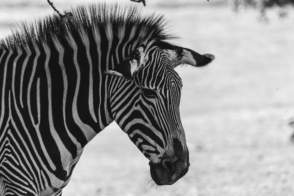 grayscale photo of zebra eating grass