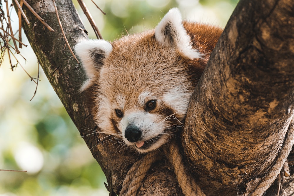 brown and white animal on brown tree