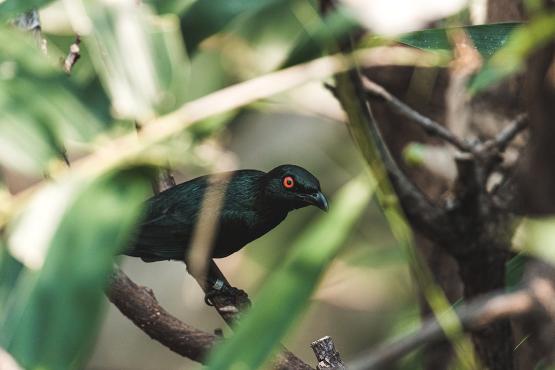 black bird on brown tree branch during daytime