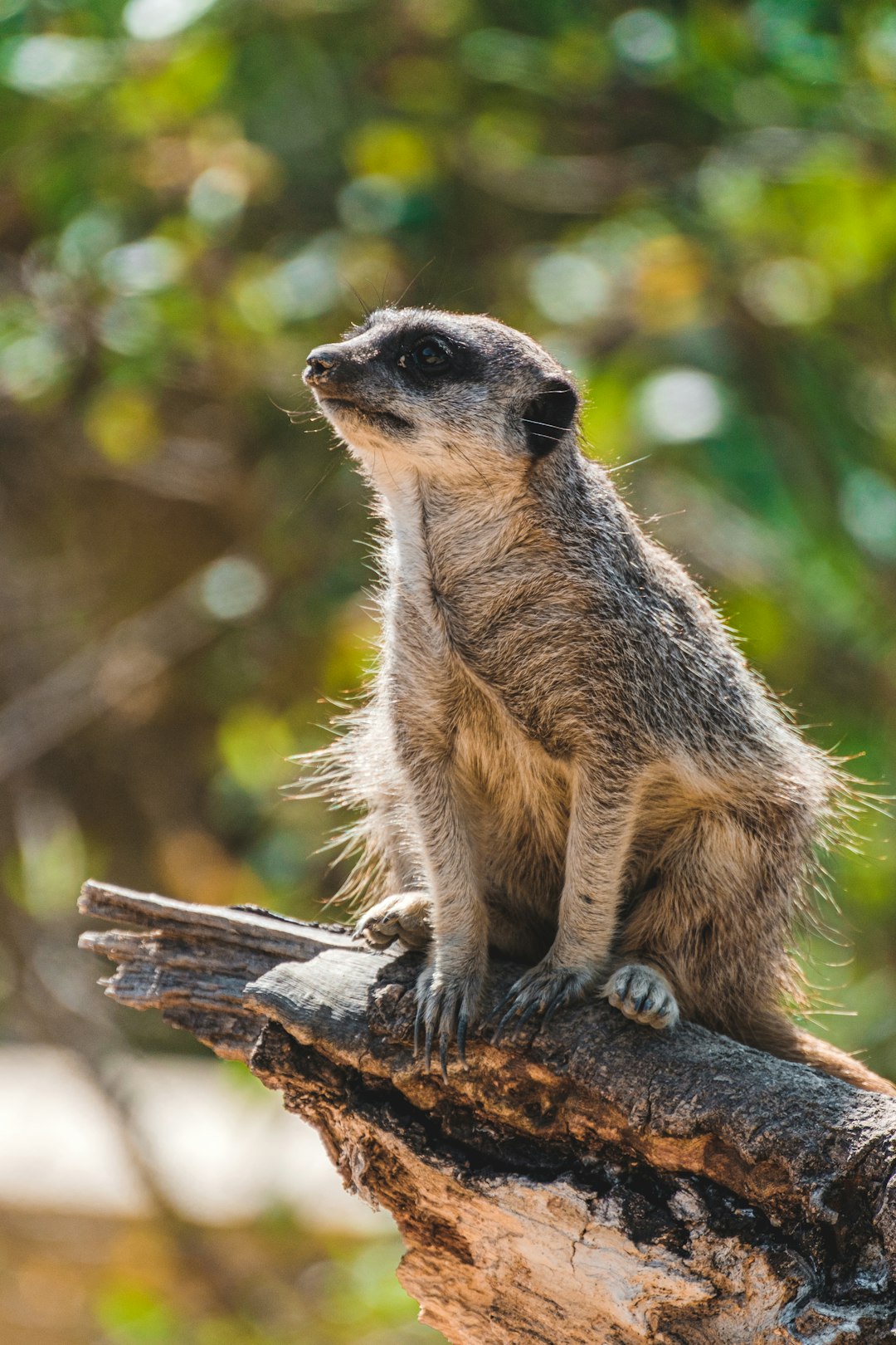 brown and white animal on brown tree branch during daytime